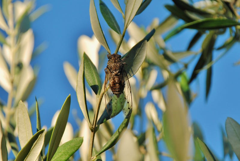 Cicada and Olive Tree