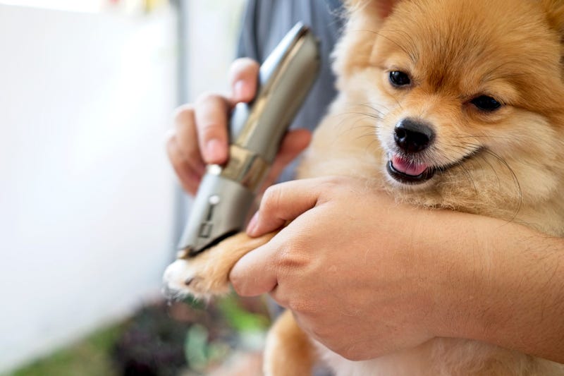 diy dog grooming