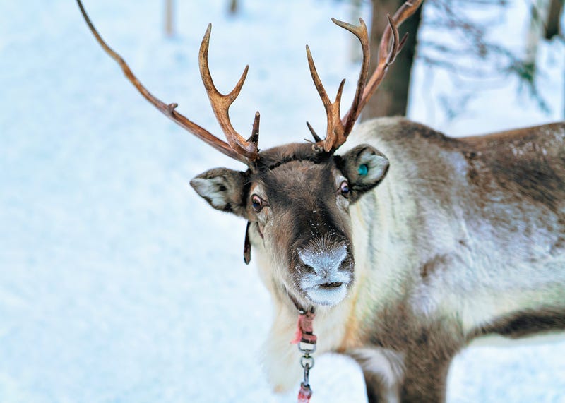 SANTAS REINDEER