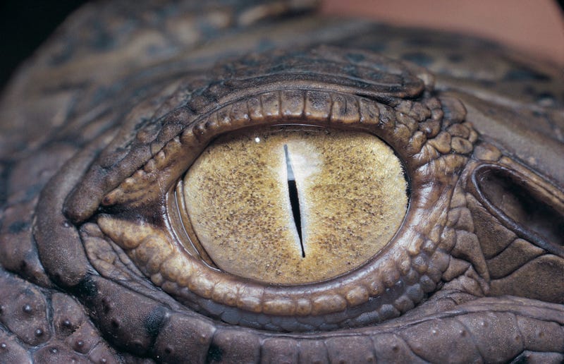 Reptilian Eye