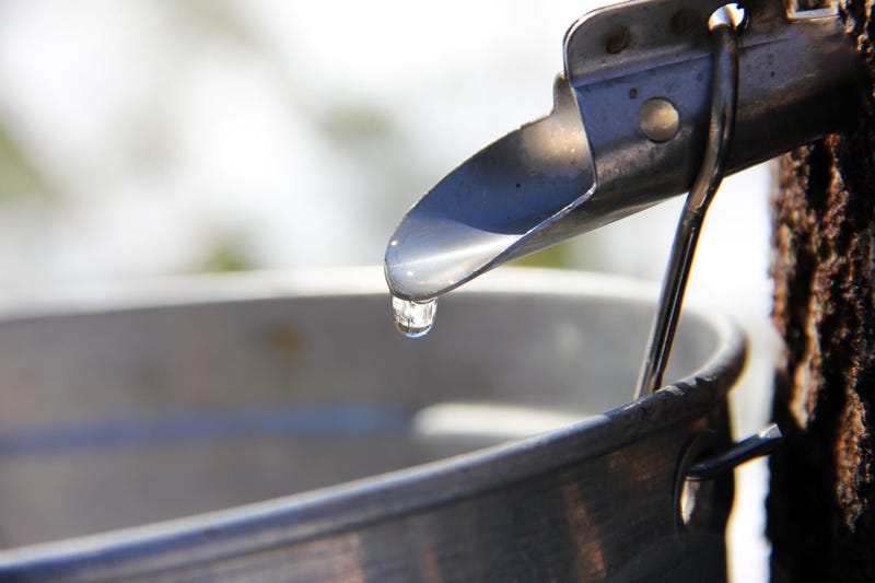 Maple Syrup Tap