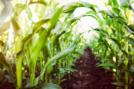 Corn crop