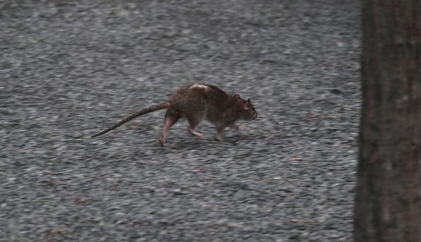 Rat