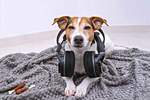 Dog Listening To Music