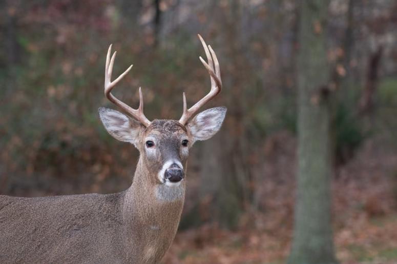 Venado