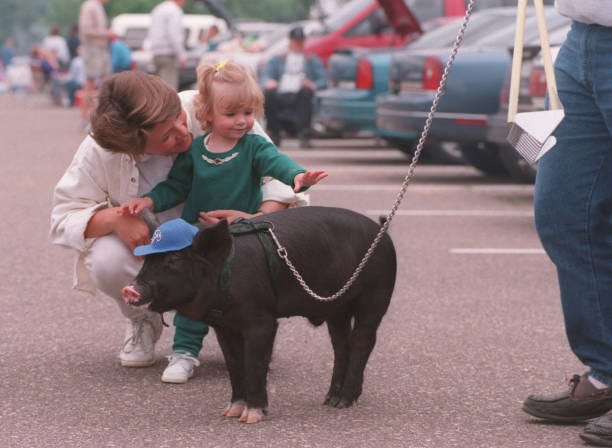 The tradition of a "Ball Pig" for the Saints goes all the way back to 1993 with this the 1995 version, St. Patrick.