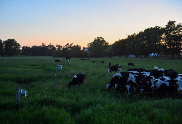 Dairy Farm