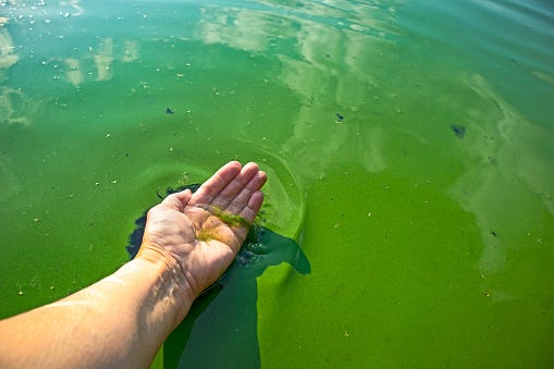 Blue-green algae