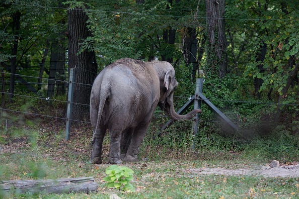 Bronx Zoo elephant