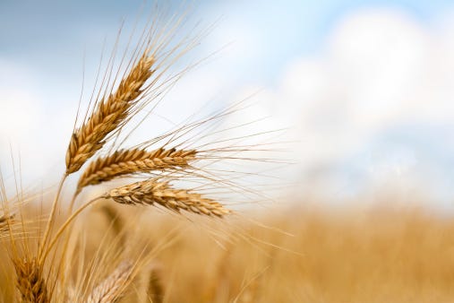 wheat crop