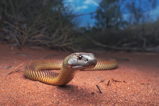 snake