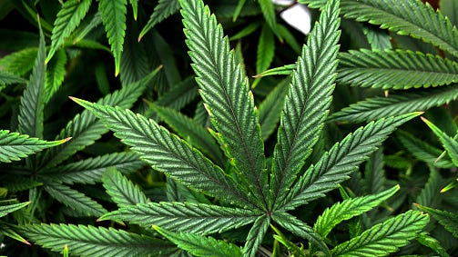Marijuana law expert on the state's push to crackdown on illegal pot shops: 'We are in a very tumultuous state right now with cannabis'