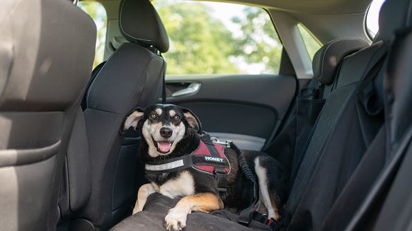 New CDC rules about to make it much harder to bring your dog across border