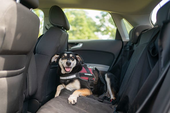Dog