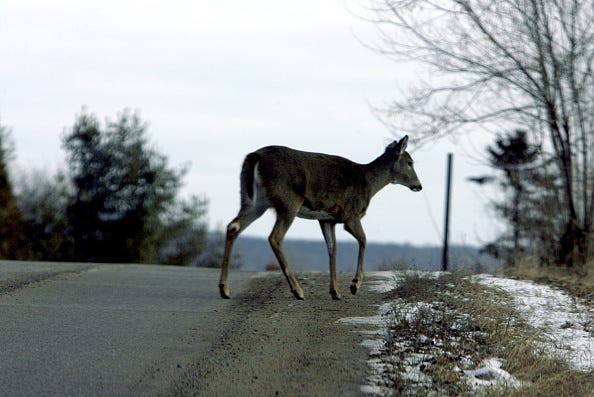 Deer wandering across a road