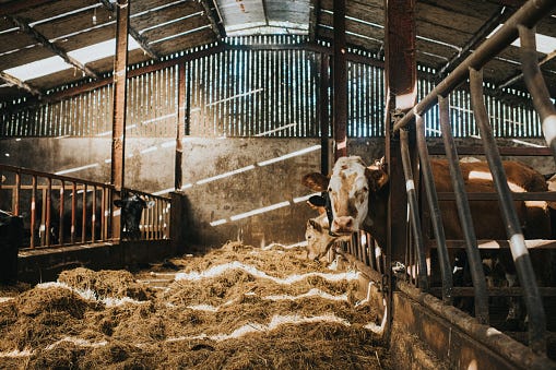 Cows in a cattle shed