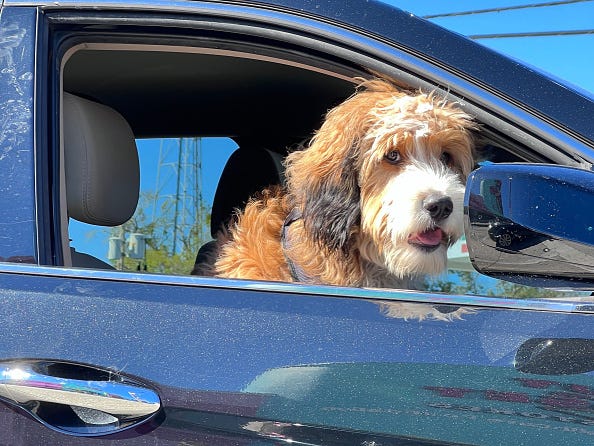 A dog looks out of the passenger side window of a car 