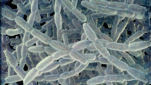 1 dead in Legionnaires' disease cluster on Long Island