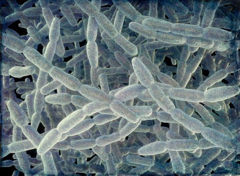 Legionella