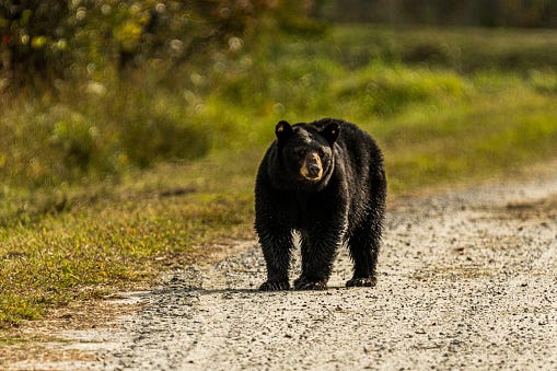Black Bear