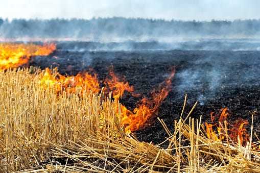 Wheat stubble fire