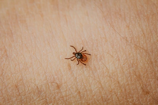 Connecticut is experiencing more ticks than before