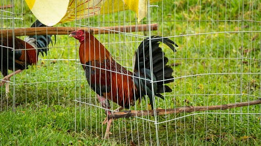 2 men arrested after dozens of fighting roosters, 100 other birds found in NJ home