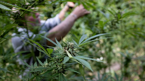 Bud blockers: Over 400 NY localities say 'no' to pot sales