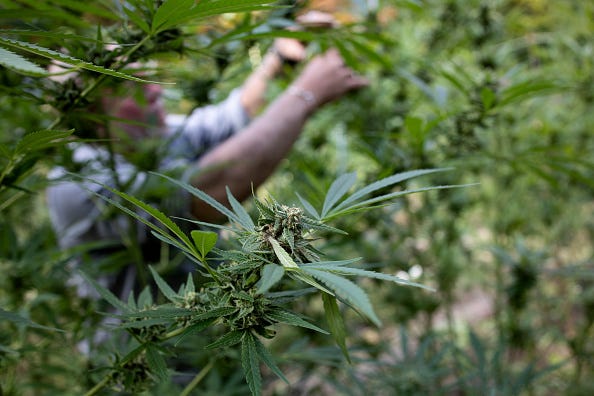 Marijuana