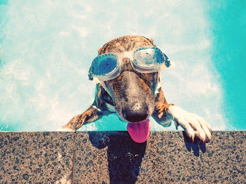 summer pet tips