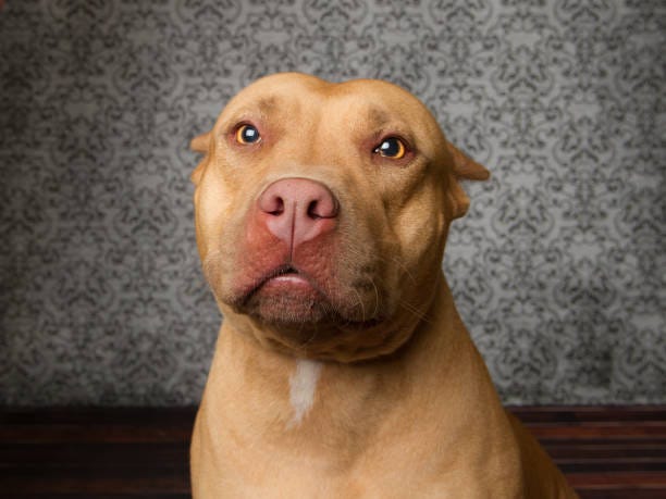 Pit Bull