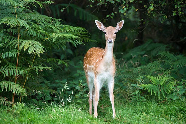 Most deer strike occur October thru December