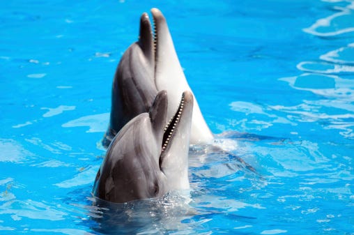 Dolphins