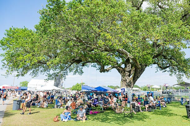 New Orleans tree Canopy
