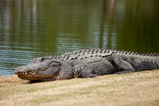 Gator