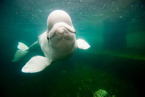 Mystic Aquarium beluga whale dies