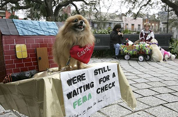 Krewe of Barkus Parade
