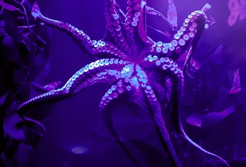 Purple Octopus