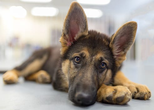 German Shepherd