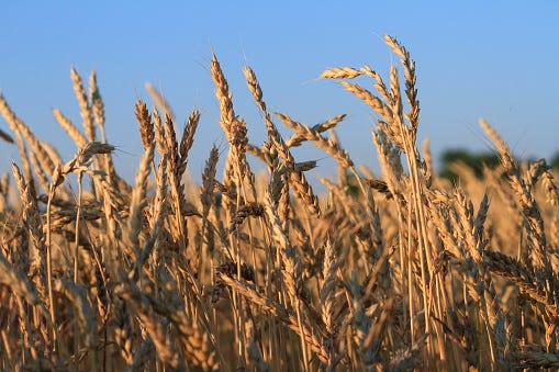 Wheat report