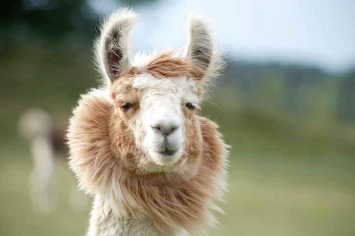llama
