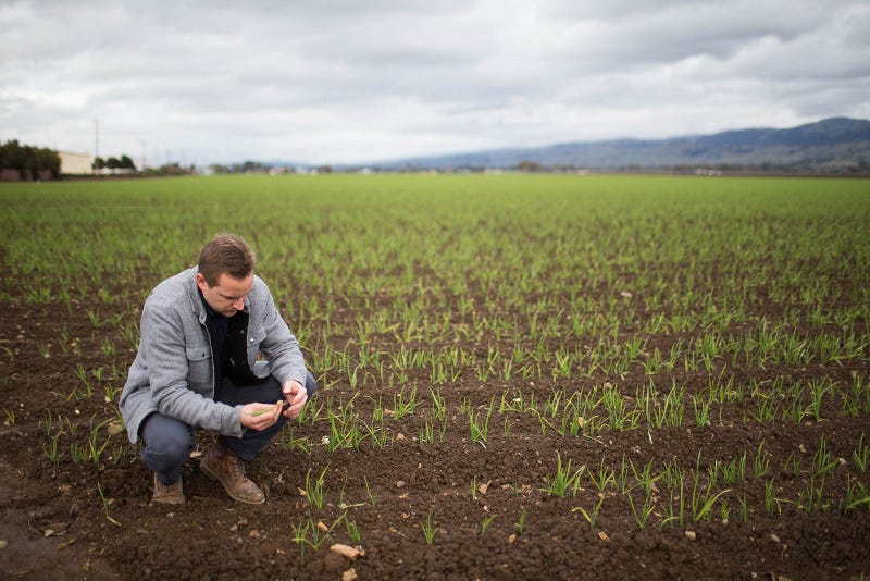 Harald Vaernes, operations manager at Christopher Ranch, pulls out a clove of garlic in Gilroy, Calif., on January 9, 2019. 