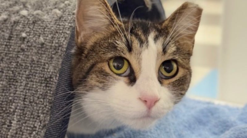 Ginger @ Aust Humane Society 12/11/24