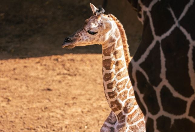 Dallas Zoo giraffe