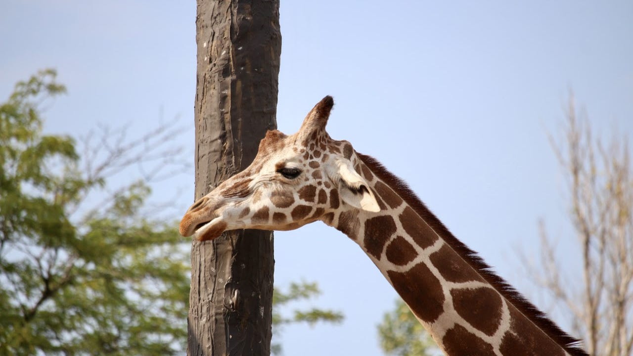 Giraffe, 24, dies at Lincoln Park Zoo: 'Etana was a very special animal'