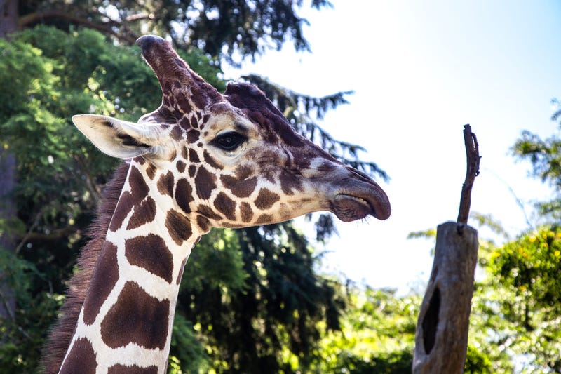 Giraffe at Woodland Park Zoo