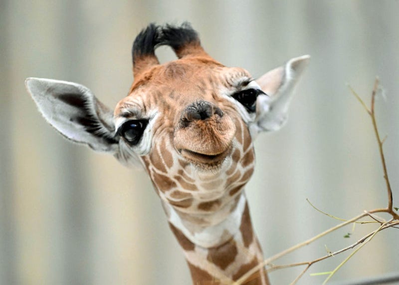Kinda the baby giraffe