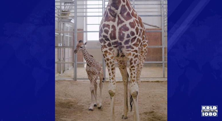 Dallas Zoo