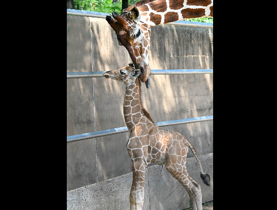 A female giraffe calf with her mother Arnieta at Brookfield Zoo.