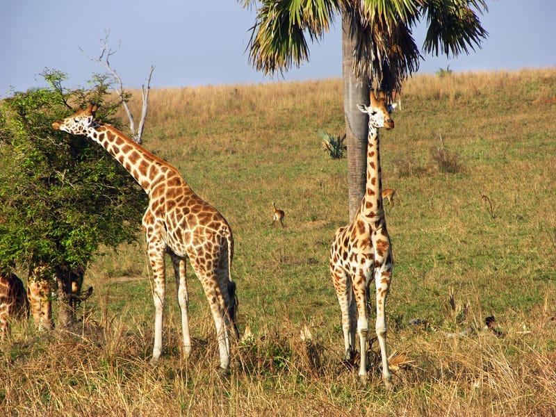 giraffes in Uganda